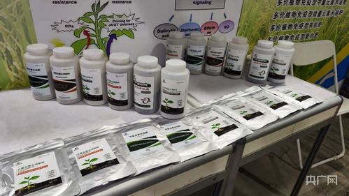 山東壽光 跟著記者逛菜博 共赴一場 新奇 蔬菜之旅